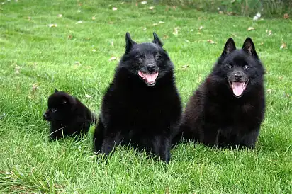 Дружня сім'я