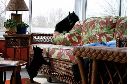 Домашні ігрища