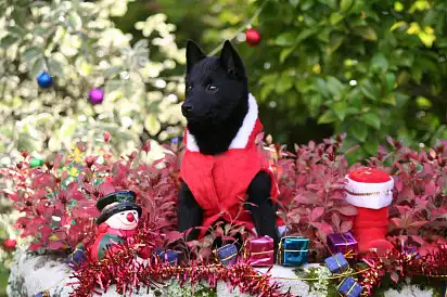 Готовий зустрічати Новий рік!