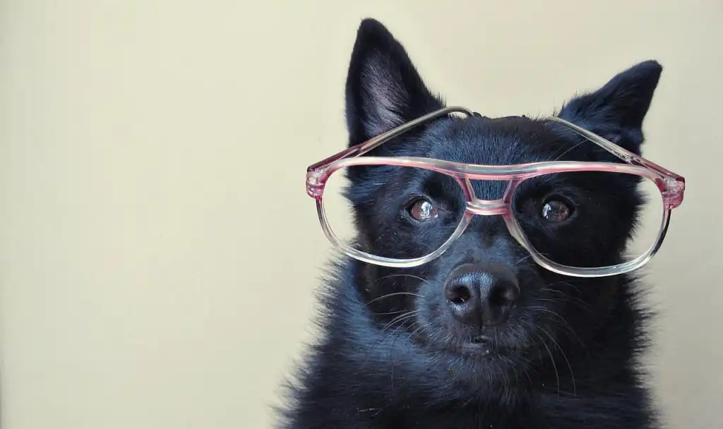 Хто тут розумний пес?