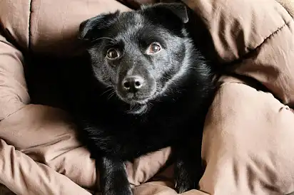 Любитель комфорту