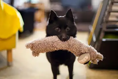 Пограйся зі мною