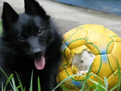 Нездорове харчування