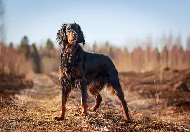 Шотландський сетер