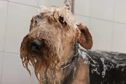 Моїм грязнулю