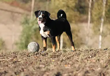 Аппенцеллер зенненхунд