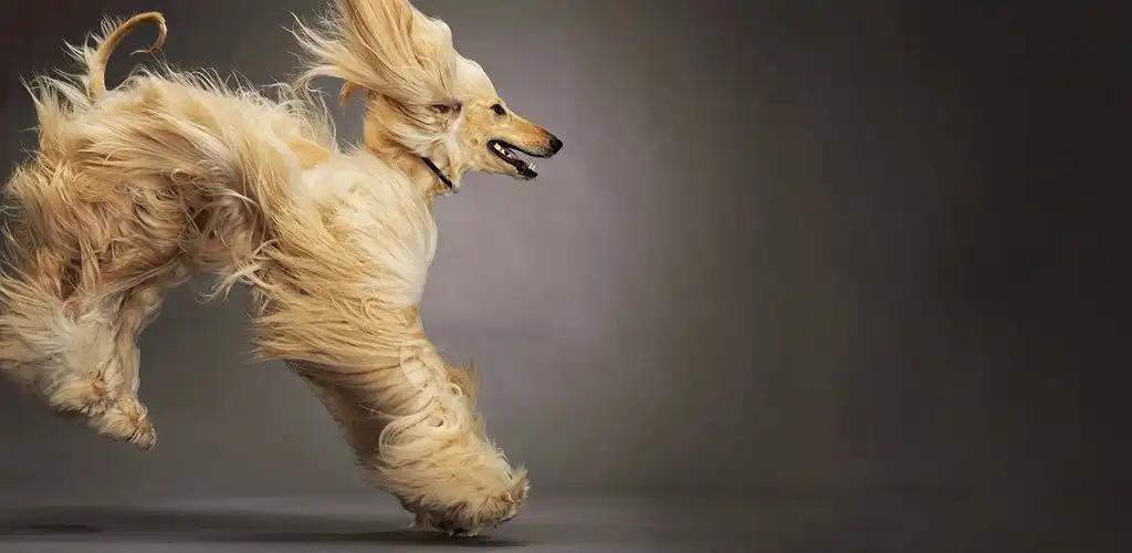 Афганський хорт