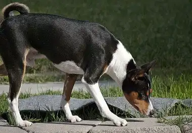 Басенджі