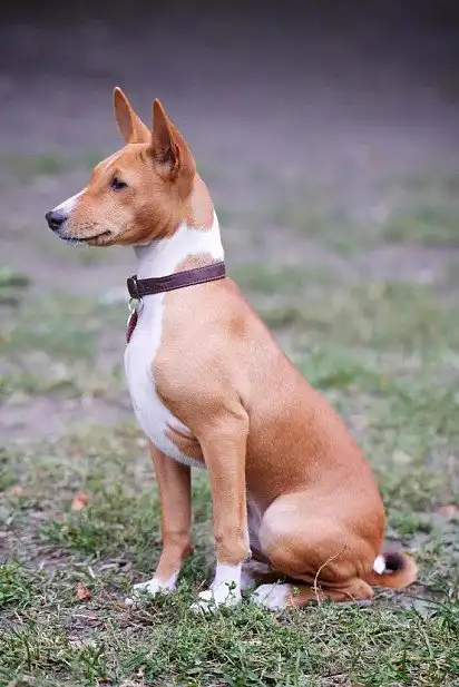 Басенджі