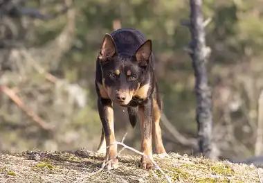 Австралійський келпі