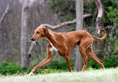 Азавак