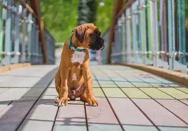 Боксер