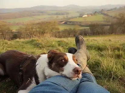 Хазяїне, я так тебе люблю ❤