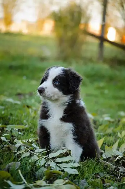 Цуценя бордер-коллі