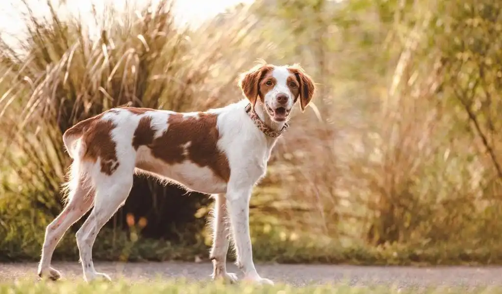 Бретонський епаньоль