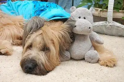Бріар та його улюблений бегемотик