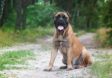 Бульмастіф