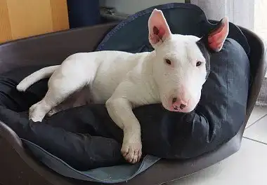 Бультер'єр