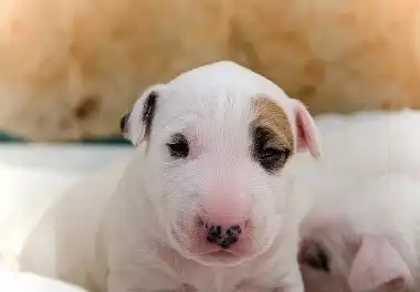 Бультер'єр