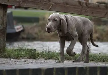 Веймаранер