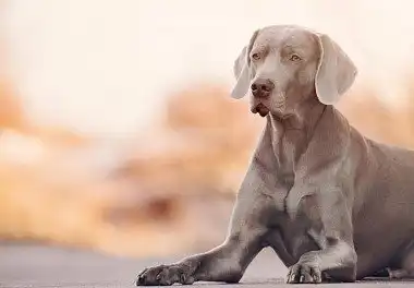 Веймаранер