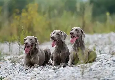 Веймаранер