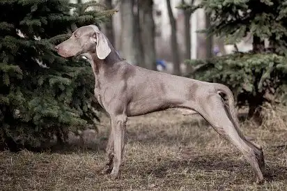 Веймаранер у профіль