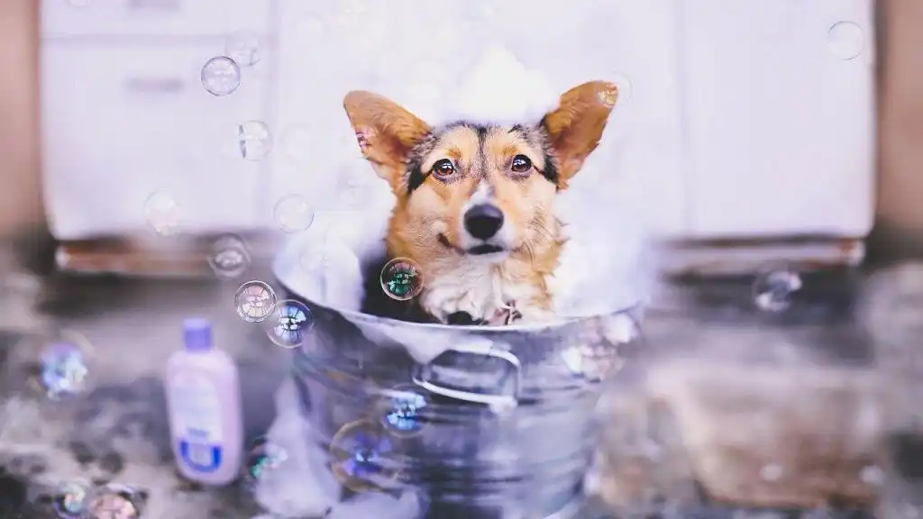 Моєму, моєму кардигану...