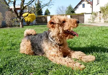 Вельштер'єр