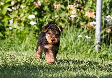 Вельштер'єр