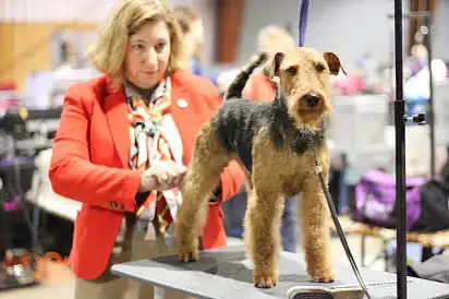 Грумінг вельштер'єру перед виставкою