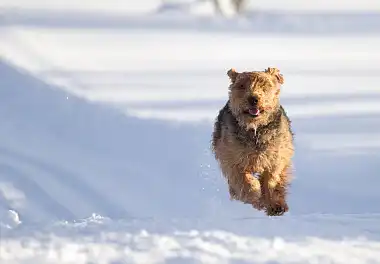 Вельштер'єр