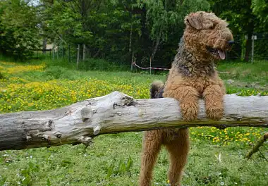 Вельштер'єр