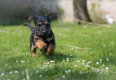 Вельштер'єр