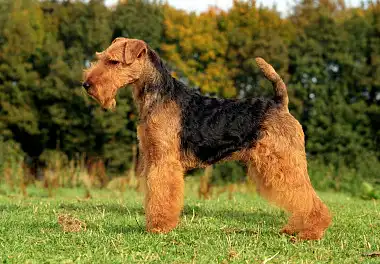 Вельштер'єр