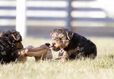 Вельштер'єр