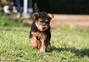 Вельштер'єр