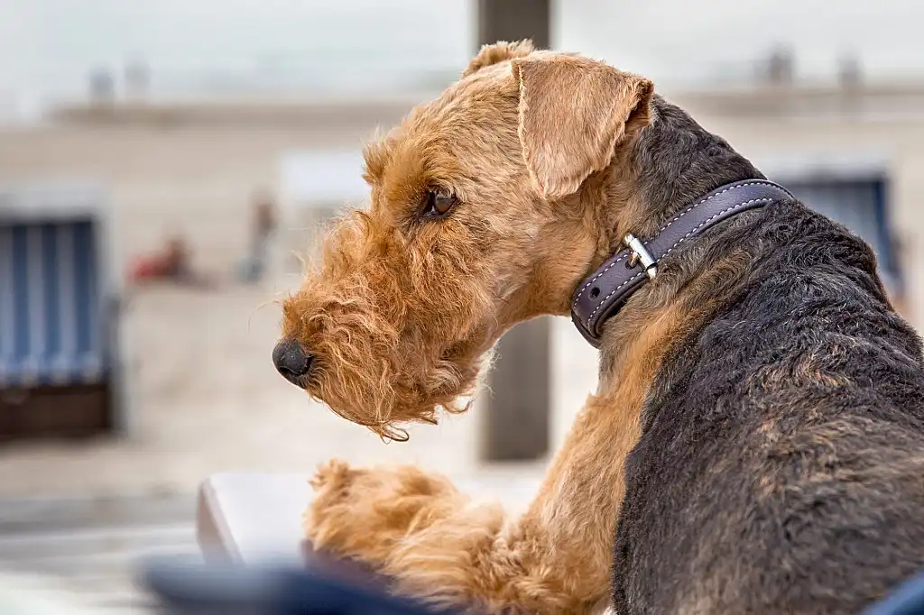 Вельштер'єри - життєрадісні та доброзичливі собаки. Завдяки своїй дружелюбності вони є відмінним вибором для сімей з дітьми та іншими улюбленцями.