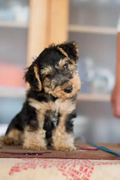 Чарівне щеня вельштер'єру