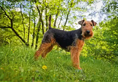 Вельштер'єр