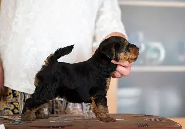 Вельштер'єр