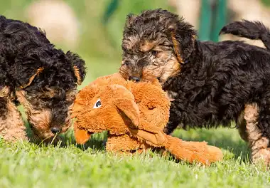 Вельштер'єр