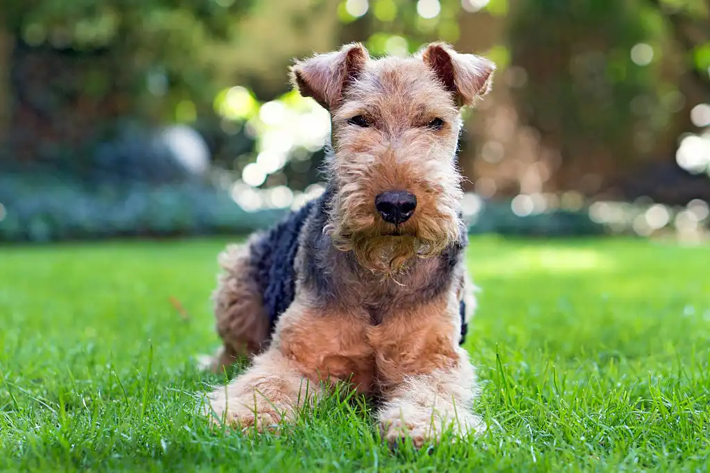 Жорстка вовна вельштер'єра робить його схожим на плюшеву іграшку. Не купайте його занадто часто, інакше шкіра собаки стане сухою, а шерсть тьмяною.