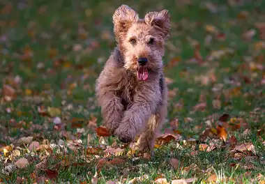 Вельштер'єр