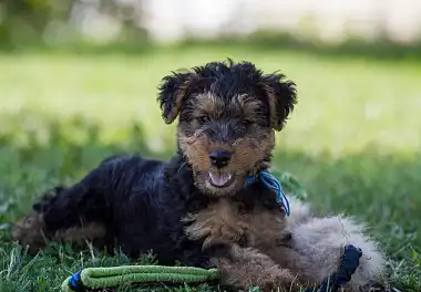 Вельштер'єр