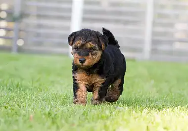 Вельштер'єр