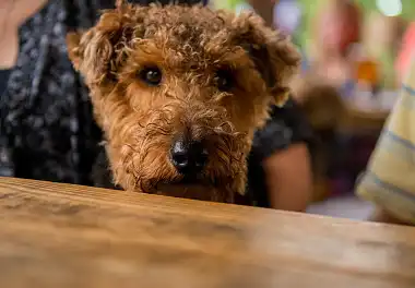 Вельштер'єр