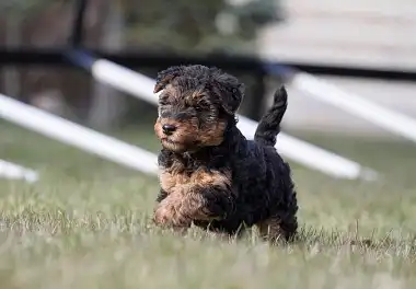 Вельштер'єр