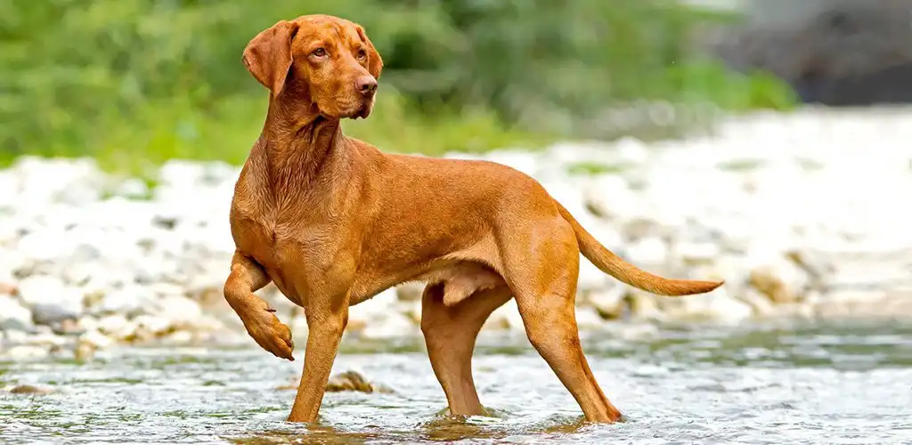 Угорська вижла