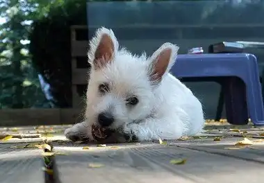 Вест-хайленд-уайт-тер'єр